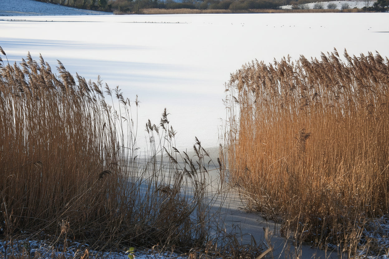 TERA Drinking Reed Straws - 200 mm Tumbler Size - 250 pcs