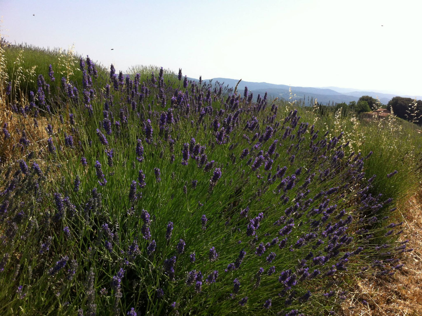 Lavender bath salt 500 GR, Tuscany herbs