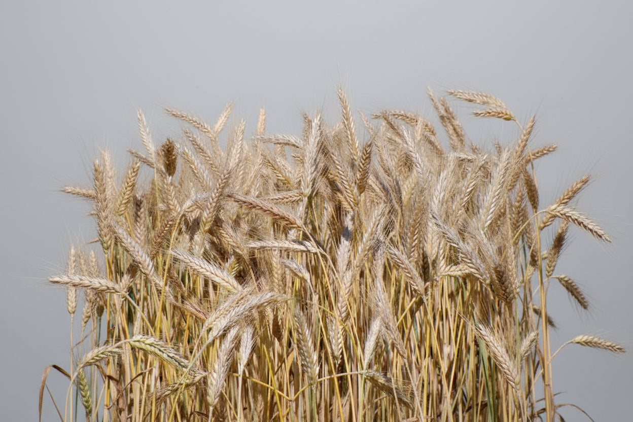 TERA Drinking Triticale Straws - 150 mm Tumbler Size - 1000 pcs