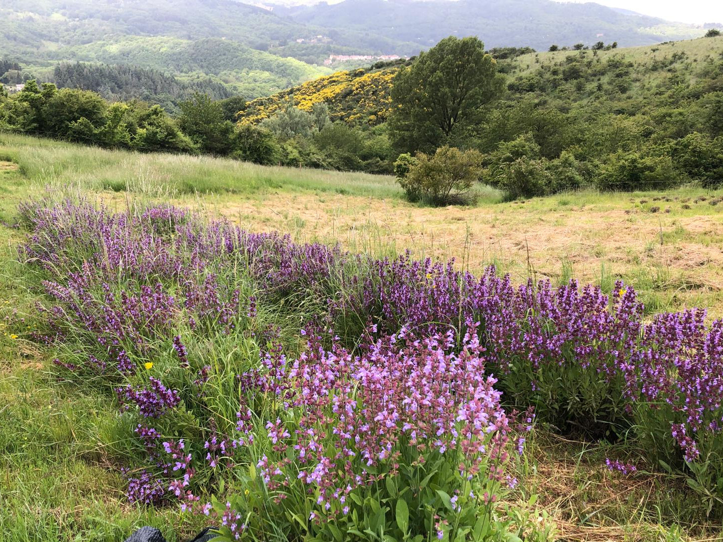 Lavender whisk/bouquet