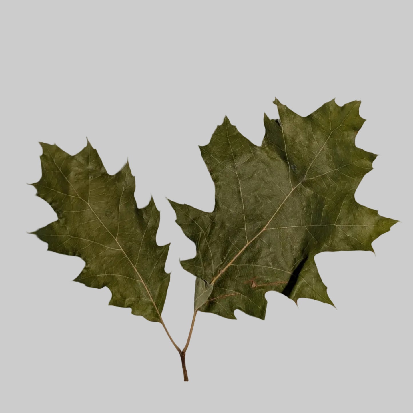 Red oak whisk soft light