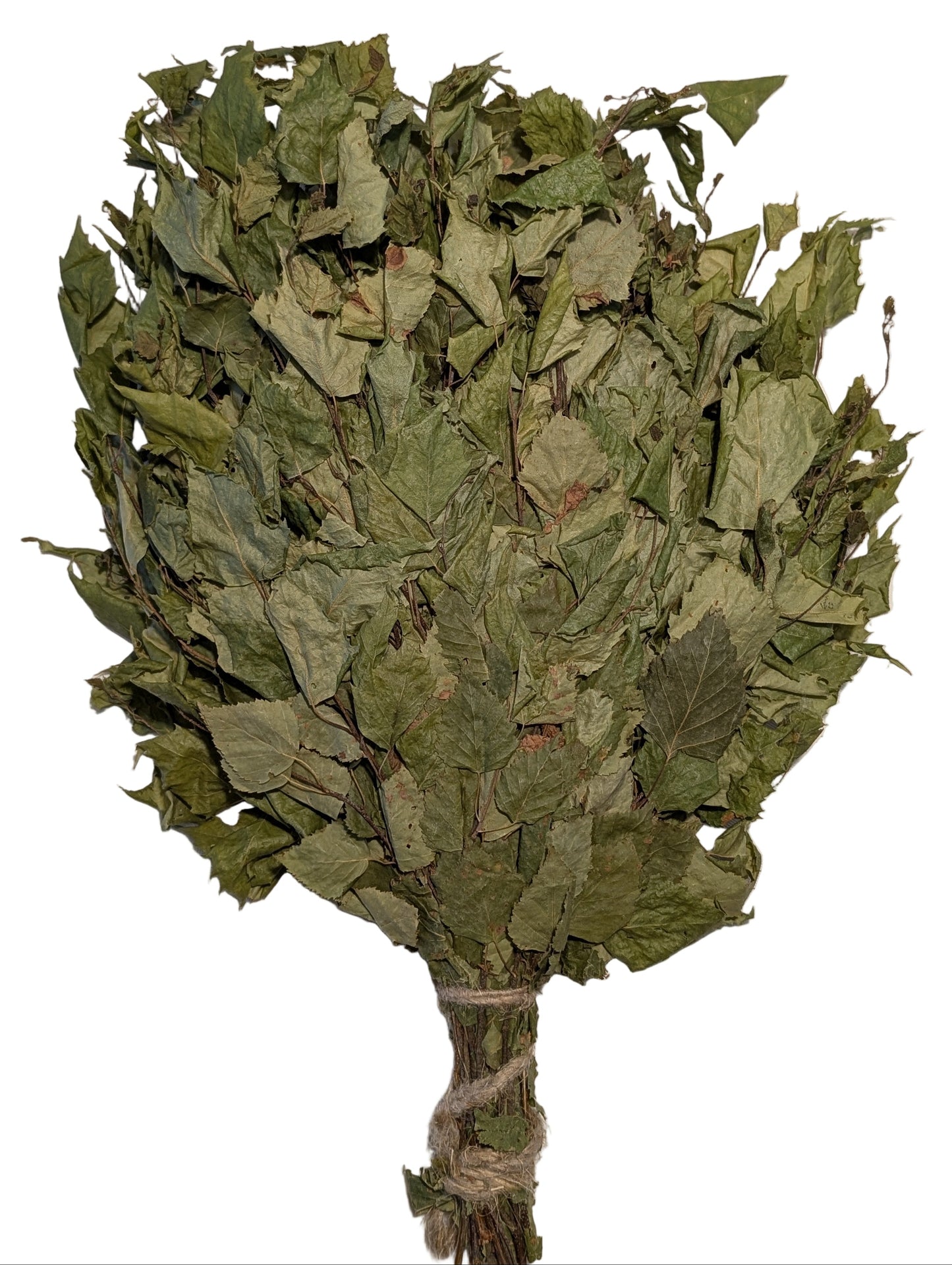 Bouquet of dried green leaves tied with twine on a white background
