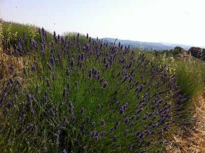 Lavender bath salt 500 GR, Tuscany herbs