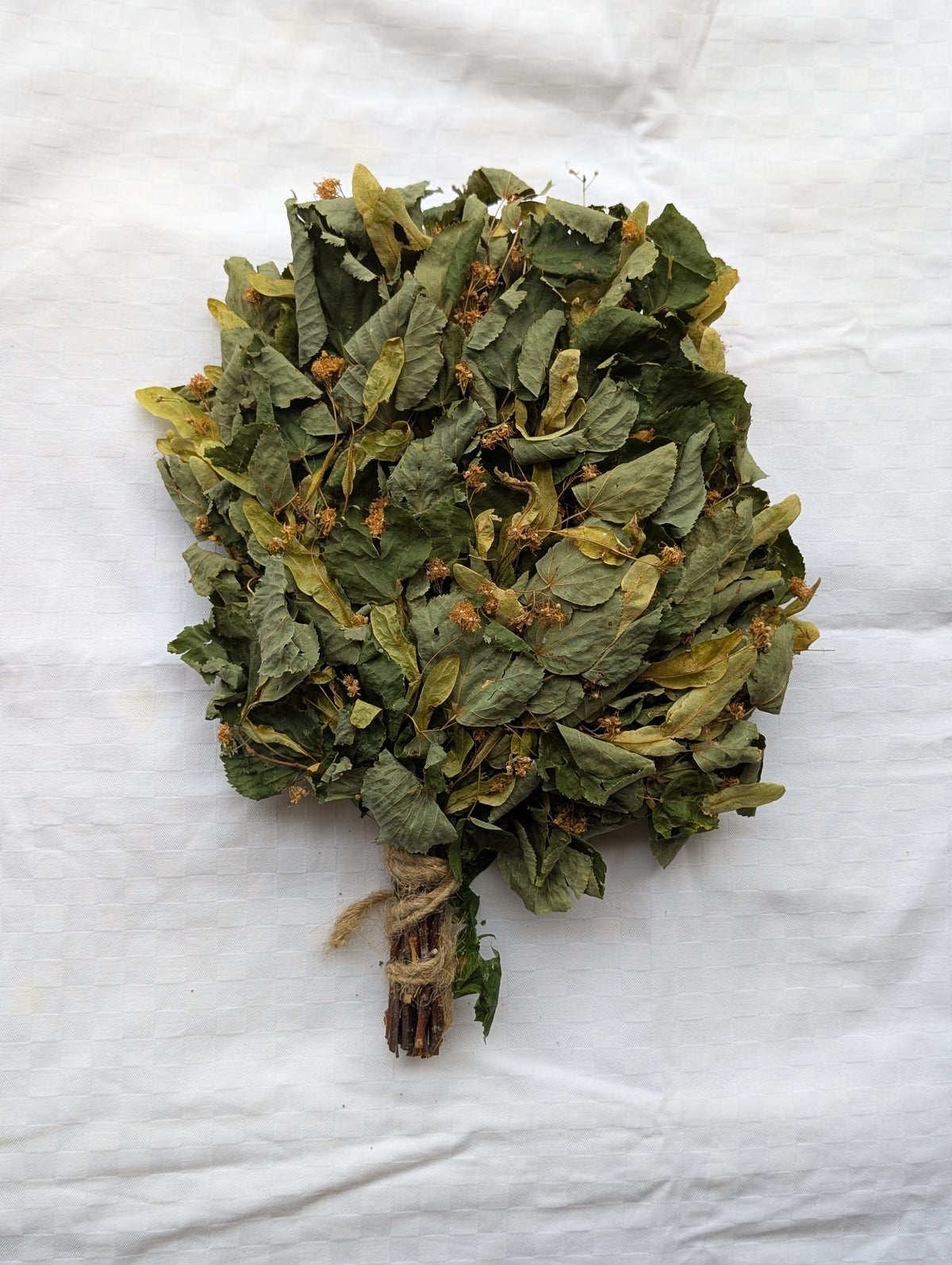 Linden whisk with blossoms