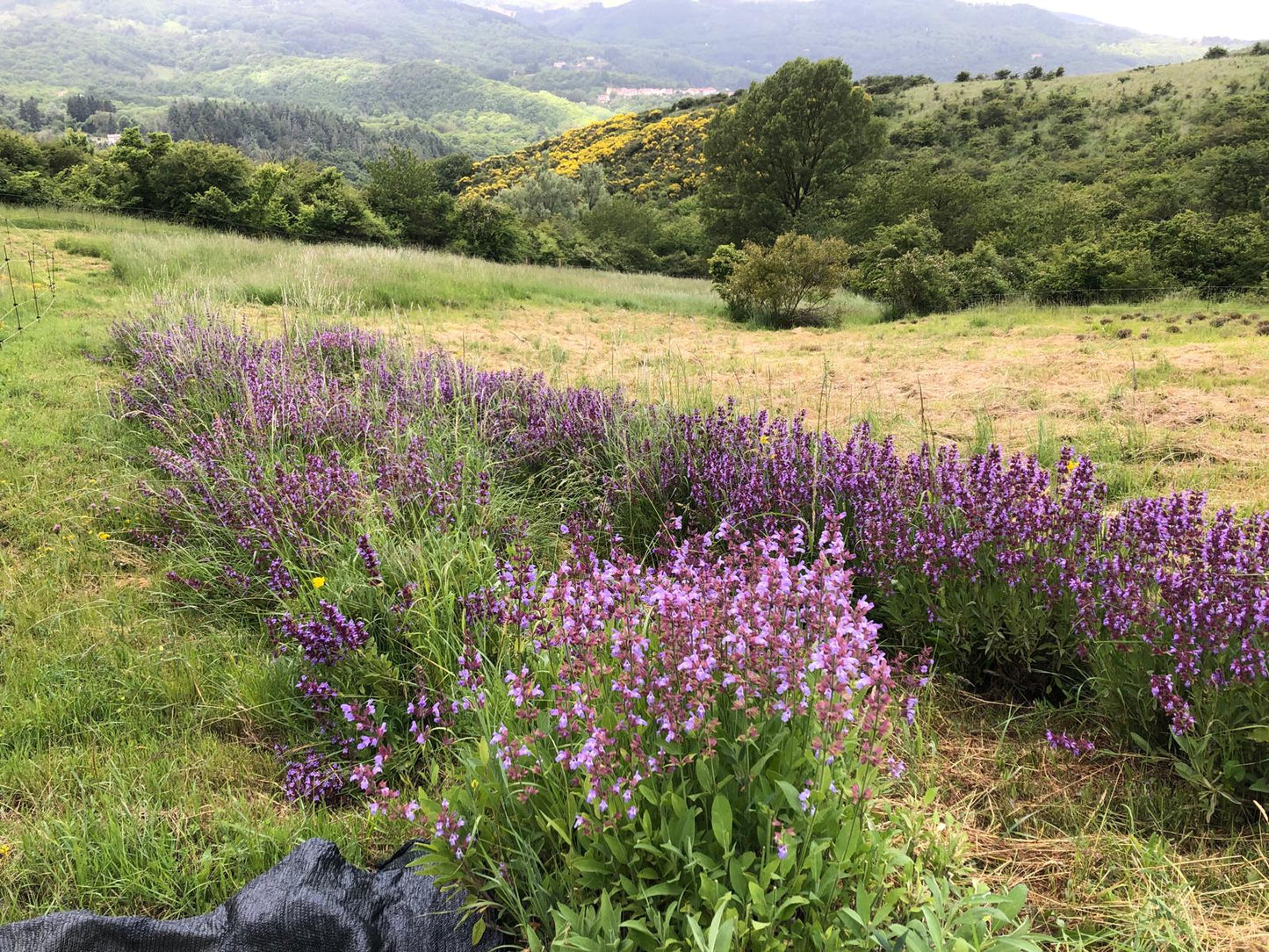 Lavender flower water   500 ml, Tuscany herbs