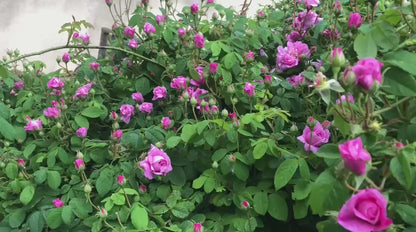 Tuscany herbs rosa antica