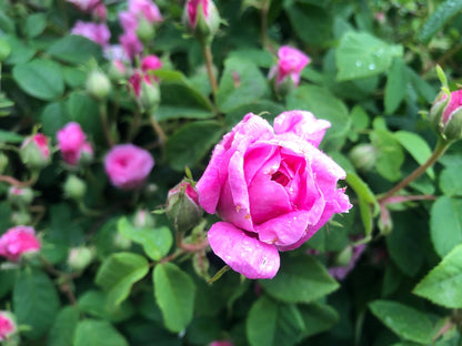 Antique Rose Bath Salts 500 GR, Tuscany herbs
